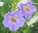 Geranium wallichianum 'Azur Rush'   - Storchschnabel lavendel-blau  winterhart 17  cm Topf