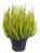 Calluna Vulgaris  - Besenheide, Heidekraut  gefärbt gelb extrem lange Haltbarkeit