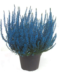 Calluna Vulgaris  - Besenheide, Heidekraut  gefärbt blau extrem lange Haltbarkeit