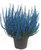 Calluna Vulgaris  - Besenheide, Heidekraut  gefärbt blau extrem lange Haltbarkeit