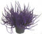 Calluna Vulgaris  - Besenheide, Heidekraut  gefärbt lila 12 cm Topf extrem lange Haltbarkeit