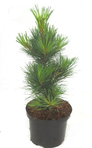 Pinus cembra - Zirbe, Zirbelkiefer,  Arve