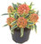 Skimmia japonica "Magic Marlot" - japanische Blütenskimmie 13 cm Topf panaschiertes Laub
