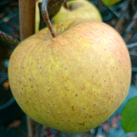 Apfel 'Golden Delicious' - Buschbaum