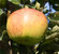 Apfel 'Jonagold' - Buschbaum