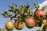Apfel  'Braeburn' Buschbaum M25