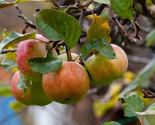 Apfel  'Cox Orange' -  selbstfruchtbar - Buschbaum