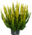 Calluna vulgaris Skyline - Besenheide 13 cmTopf