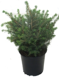 Picea omorika 'Karel' - Serbische Kugel-Fichte - 13 cm Topf auch für Balkonkästen geeignet