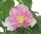 Helleborus  'Spring Promise® SP LiLY'-  Lenzrose  rosa gefüllt 15 cm Topf