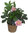 Helleborus  'Spring Promise® SP LiLY'-  Lenzrose  rosa gefüllt 15 cm Topf