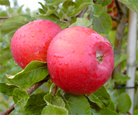 Apfel 'Santana' ® MM 111 -Buschbaum Allergikergeeignet