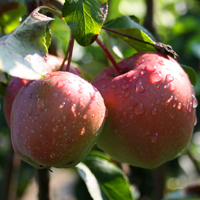 Apfel  'Gloster'-Selbstbefruchtend -Halbstamm