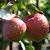 Apfel 'Gloster'-Selbstbefruchtend -Halbstamm