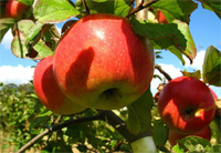 Apfel 'James Grieve' - Halbstamm - Alte Apfelsorte