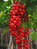 Säulen-Johannisbeere, rot   'Jonkheer v. Tets', gestäbt 100+  cm