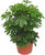 Schefflera arboricola 'Nora'- kleine Strahlenaralie grün
