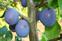 Zwetschge  "Jojo"  ®  scharkaresistent   - Buschbaum - Prunus domestica 'jojo'