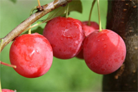 Bunte Kirschpflaume  "Milanka® ' -  Pflaume 1a-plant® -Prunus cerasifera, Milanka,- Buschbaum