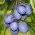 Pflaume 'Toptaste Kulinaria' (S) - Buschbaum - Prunus domestica