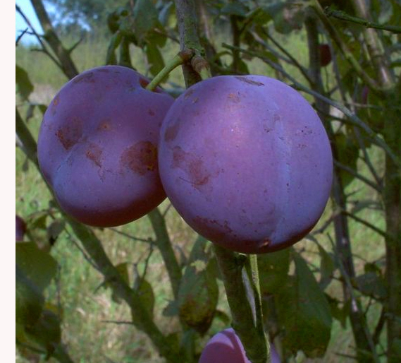 Zwetschge 'Bühler Frühzwetschge' CAC - Halbstamm kaufen im Obstbaumversand  Harro's Pflanzenwelt