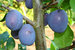 Zwetschge "Jojo" (S) zert. VF scharkaresistent - Halbstamm- Prunus domestica