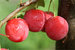 Bunte Kirschpflaume "Milanka® ' - Pflaume 1a-plant® -Prunus cerasifera,,- Halbstamm