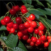 Kirsche 'Büttners Rote Knorpelkirsche' CAC - Prunus avium - Buschbaum-alte Obstsorte