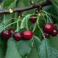 Kirsche 'Kordia' CAC - Prunus avium - Buschbaum-alte Obstsorte