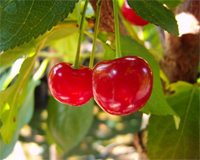 Kirsche 'Sunburst, , selbstfruchtbar CAC - Prunus avium - Buschbaum