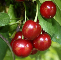 Sauerkirsche -'Schattenmorelle'  selbstfruchtbar CAC - Prunus cerasus- Buschbaum