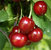 Sauerkirsche -Schattenmorelle, selbstfruchtbar CAC - Prunus cerasus- Halbstamm