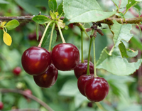 Sauerkirsche  'Safir' ®, selbstfruchtbar CAC - Prunus cerasus- Buschbaum