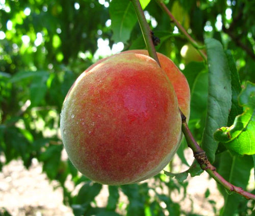 Pfirsich 'Anneliese Rudolph' CAC weißfleischig- Halbstamm - Alte Obstsorte