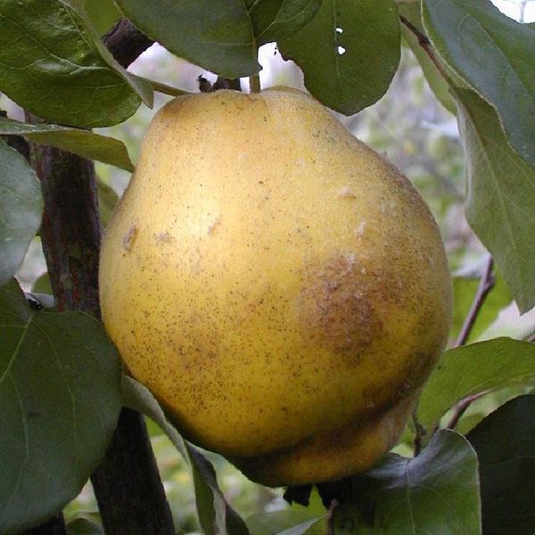 Quitten Portugiesische Birnenquitt kaufen Obstbaumversand Harro's Pflanzenwe
