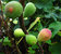 Ficus Carica 'Brunswick' Feigenbaum winterhart - früh reifend -alte Obstsorte