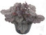 Heuchera 'Huckleberry'' - Purpurglöckchen 15 cm Topf