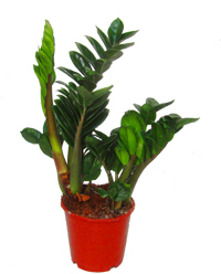 Zamioculcas zamiifolia - Glücksfeder - Zimmerpflanze