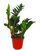 Zamioculcas zamiifolia - Glücksfeder - Zimmerpflanze