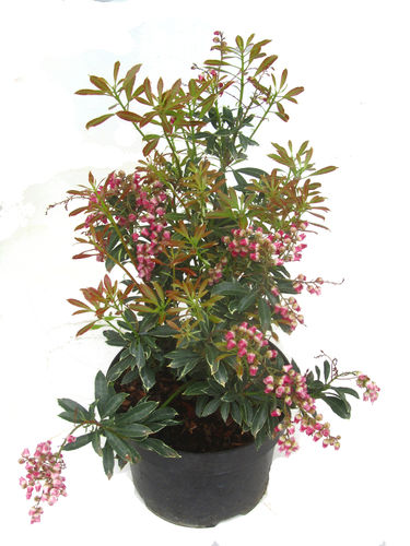 Pieris japonica 'Polar Passion' - Schattenglöckchen, Lavendelheide