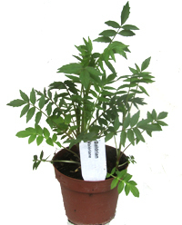 Baldrian-Pflanze - Valeriana officinalis