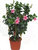 Dipladenia - Sundaville cream pink - (Mandevilla rosa) am Spalier  70 cm hoch 17 cm Topf