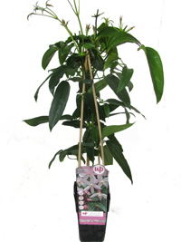 Clematis 'armandii  Apple Blossom' immergrüne  Waldrebe - Duft Clematis rosa - Kletterpflanze
