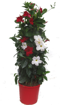 Dipladenia - Sundaville Bicolor  - (Mandevilla rot-weiß )  60 cm hoch