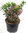 Kalmia latifolia - Begrlorbeer, Lorbeerrose  - winterharter immergrüner blühender Strauch