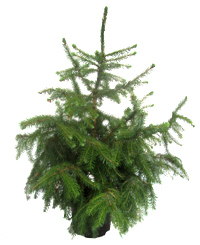 Picea omorika  - Serbische Fichte - 19 cm Topf