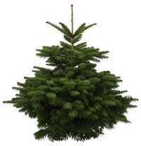 Weihnachstbaum Nordmanntanne Premiumqualität 80-100 cm - frisch geschlagen