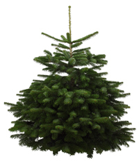 Weihnachstbaum Nordmanntanne Premiumqualität 100-125 cm - frisch geschlagen