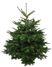 Weihnachstbaum Nordmanntanne Premiumqualität 125-150 cm - frisch geschlagen
