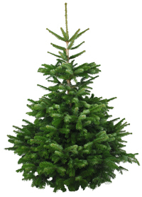Weihnachstbaum Nordmanntanne Premiumqualität 150-175 cm - frisch geschlagen